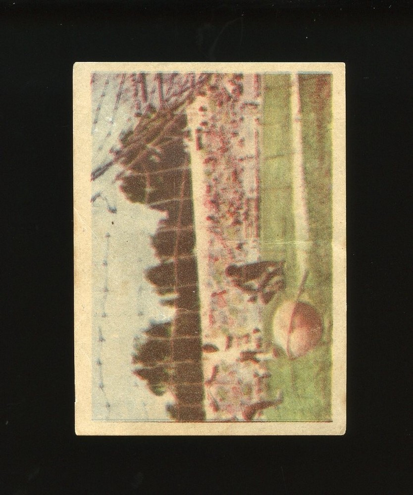 1964 Instantaneos Da Vida Do Rei Set-Break #211 Pele LOW GRADE *GMCARDS*